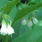 Comfrey