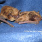 Big Brown Bat
