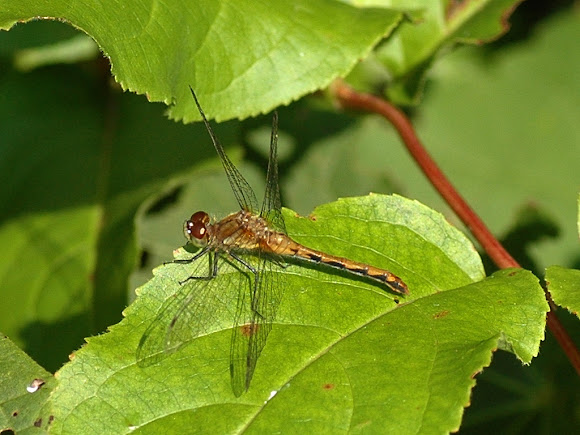 Spotting Image 1