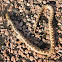 Bullsnake