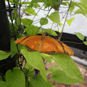 Julia Butterfly
