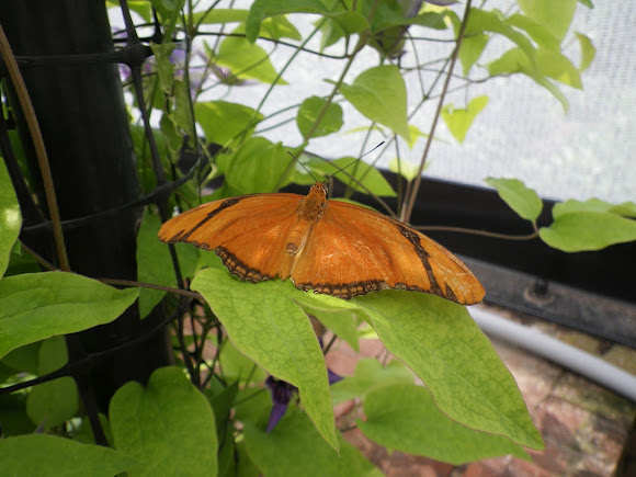 Spotting Image 1