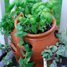 Walnut Parsley Pesto