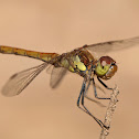 Libélula (Common Darter)
