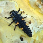 Ladybug larva
