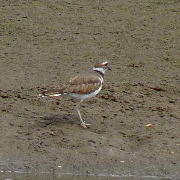 Killdeer