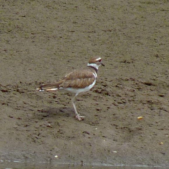 Spotting Image 1