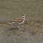 Killdeer