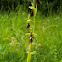 Ophrys insectifera