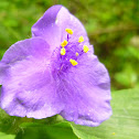 Hairystem Spiderwort
