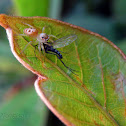 Jumping Spider