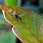 Jumping Spider