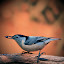 White Breasted Nuthatch by Paul Mays - Animals Birds (  )