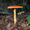 Ceaser's Mushroom
