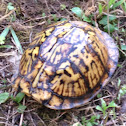 ornate box turtle