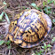 ornate box turtle