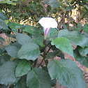 Datura