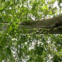 American Sycamore