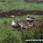 Greylag Goose