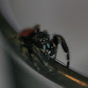 Jumping Spider