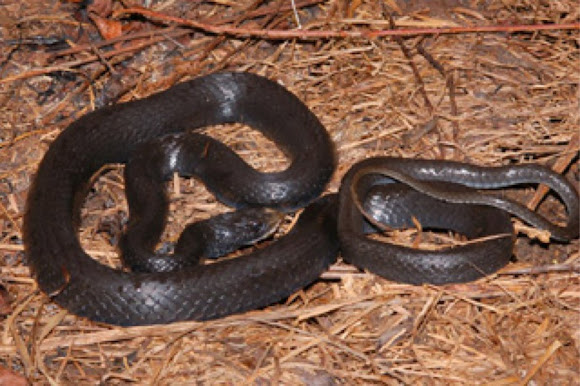 Spotting Image 1