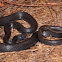 Black racer