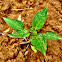Red Bell Pepper