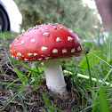 Matamoscas, falsa oronja
