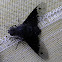 Bee Fly