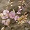 clasping pepperweed