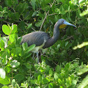 Little Blue Heron