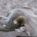Jewel Oak Gall Wasp's Gall