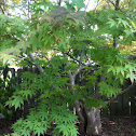 Japanese maple