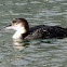 Pacific Loon