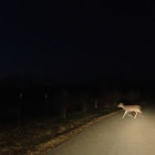 White Tail Deer