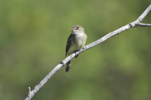 Spotting Image 1