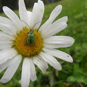Leaf Beetle  Family Chrysomelidae
