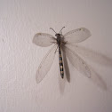 Antlion