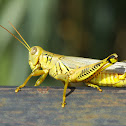 Grasshopper