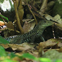 Dominican Ground Lizard