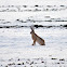 European Hare