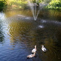 Ducks