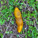 Banana Slug