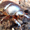 Escarabajo rinoceronte estercolero
