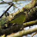 Orange-crowned Warbler