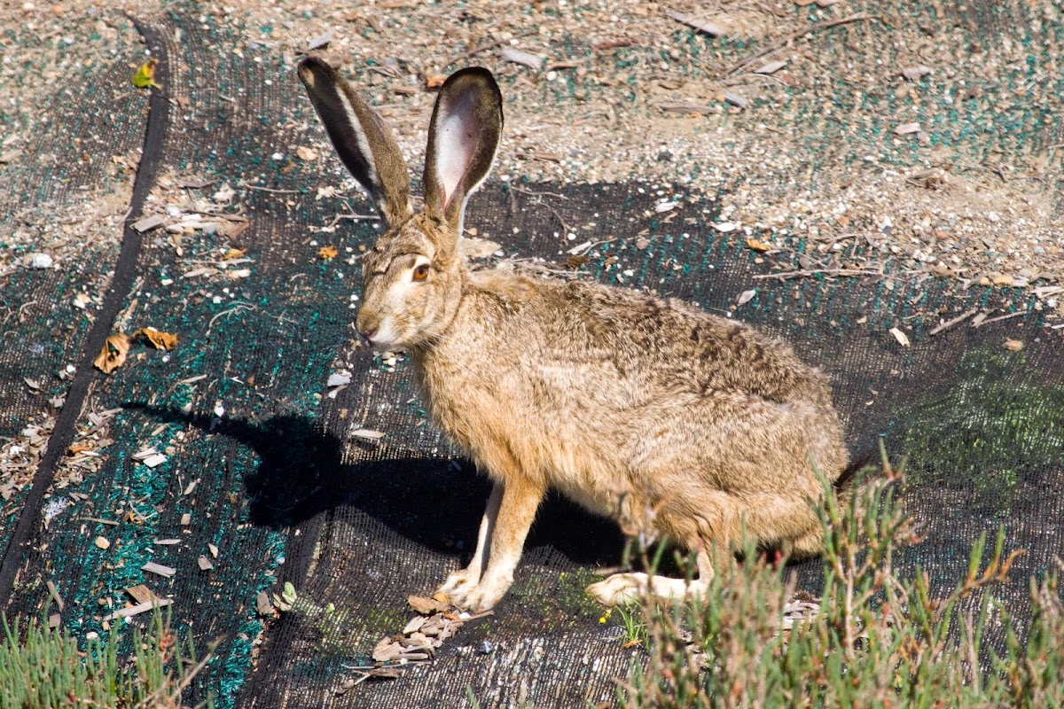 Black-tailed Jackrabbit
