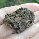 American toad