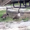 Canadian goose