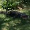 Alligator