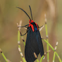 Red-shouldered Ctenucha